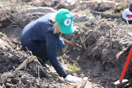Член Союза женщин Липецкой области приняла участие в посадке саженцев сосен