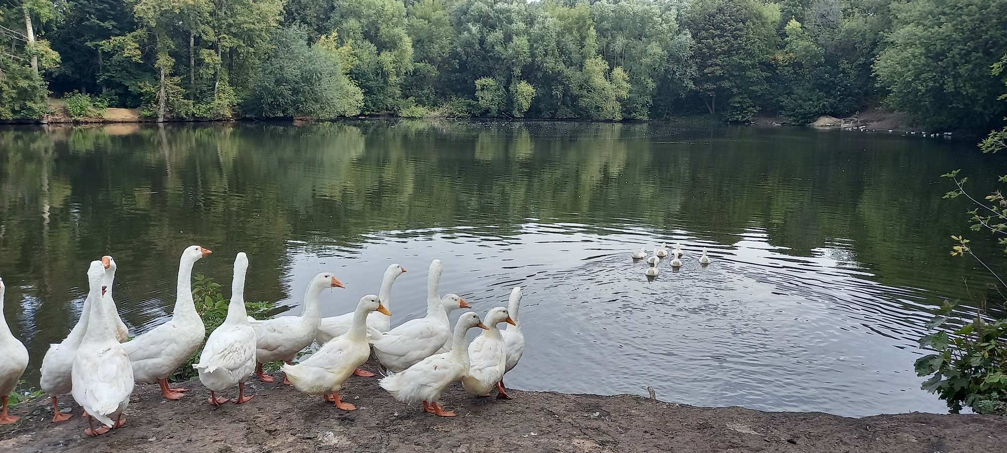 В селе Полибино Данковского района по доброй традиции, состоялся культурный субботник в усадьбе Нечаевых