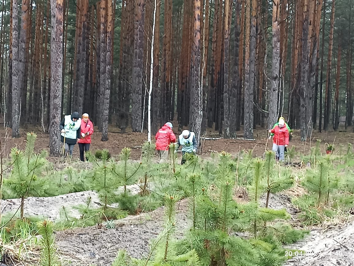 Акция Сад Памяти в честь погибших героев Великой Отечественной войны проходит в Добровском районе