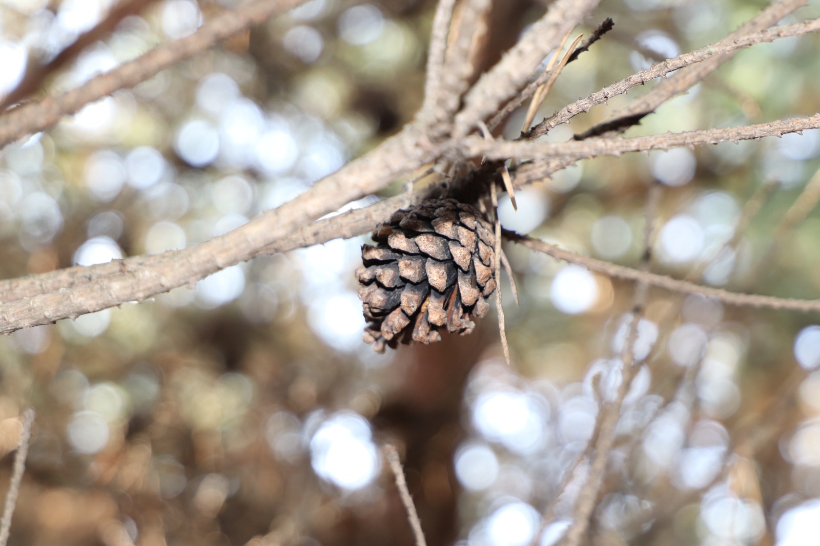 В Елецком районе стартовал новый проект "Активный выходной"